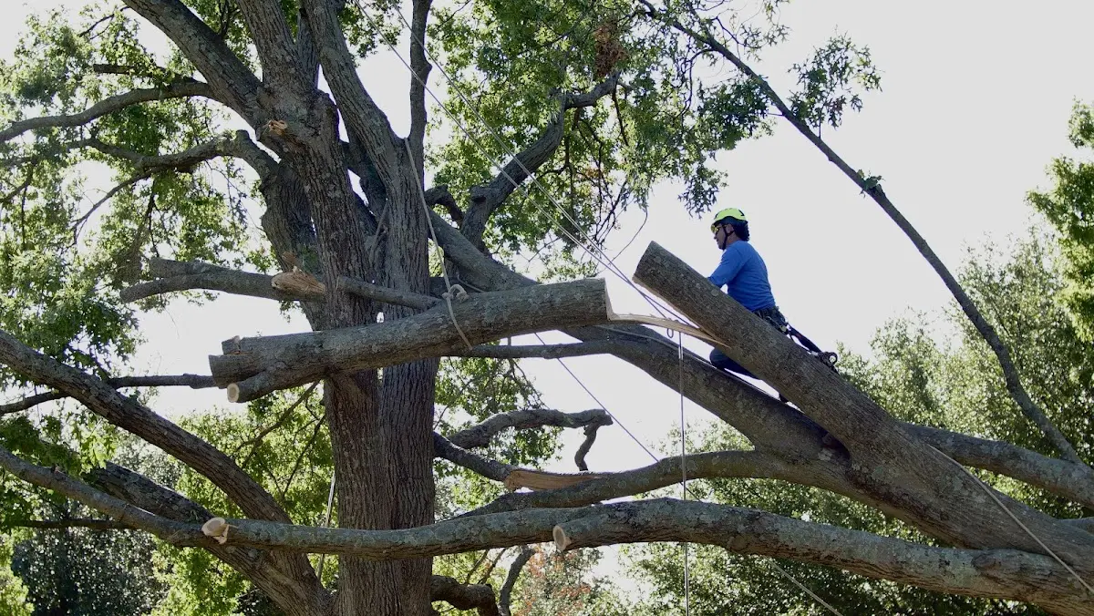 Professional Crown Thinning performed by certified arborists in Nashua